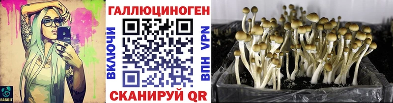 Галлюциногенные грибы Psilocybine cubensis купить наркотики сайты Чегем